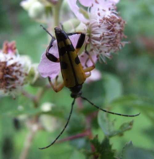 Rutpela maculata